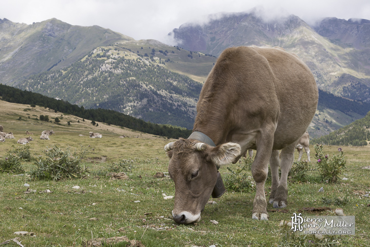 Vache broutant sur les prés d'altitude des Pyrénées espagnoles
