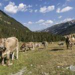 Vaches au pâturage en montagne dans les Pyrénées