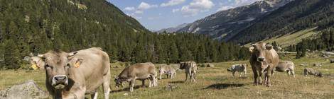 ...Vaches en pâture en moyenne montagne dans les Pyrénées....