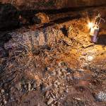 Bois en putréfaction avec des calcites formées autour des racines