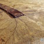 Planche de bois en décomposition dans la carrière Hennocque