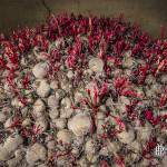 Betteraves rouges en train de germer dans l'obscurité de la carrière