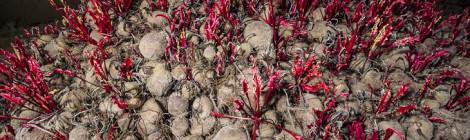 ...Des betteraves rouges en train de germer dans l’obscurité de la carrière souterraine de la patate....