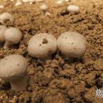 Champignon de Paris blanc en culture