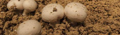 ...Champignon de Paris blanc en culture chez un champignonniste en carrière souterraine....