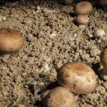 Champignon de Paris brun en culture dans une carrière souterraine