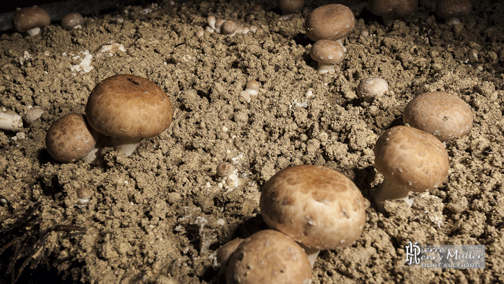 Champignon de Paris brun en culture dans une carrière souterraine