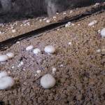 Champignons de Paris blanc cultivés sur bacs métallique en carrière souterraine