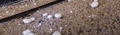 ...Ces champignons de Paris blanc sont cultivés sur des bacs métallique dans une carrière souterraine réaménagée par un champignonniste....