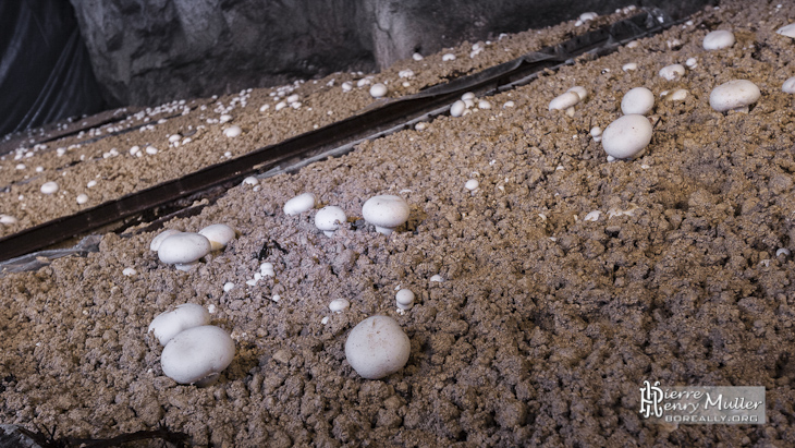 Champignons de Paris blanc cultivés sur bacs métallique en carrière souterraine