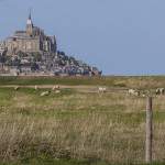 Moutons de prés salés dans la Baie du Mont Saint Michel