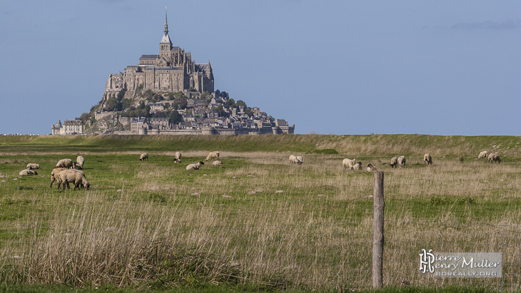 Moutons de prés salés dans la Baie du Mont Saint Michel