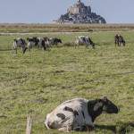 Vaches sur les prés salés au Mont Saint Michel