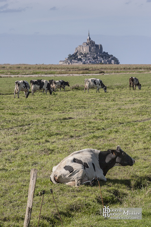 Vaches sur les prés salés au Mont Saint Michel