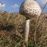 Champignon sur la côté de l'Ile de Bréhat