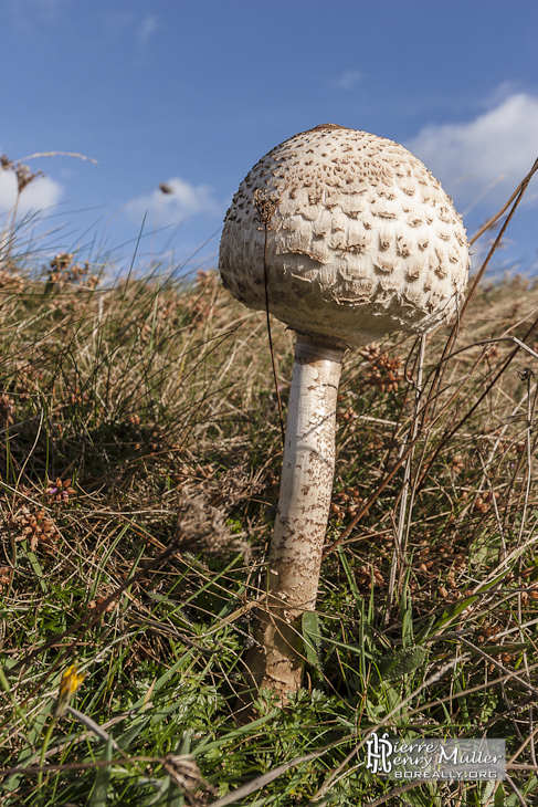 Champignon sur la côté de l'Ile de Bréhat