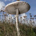 Champignon à lamelle et anneau sur la côté de l'Ile de Bréhat