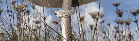 ...Champignon à lamelle et anneau sur la côté de l’Ile de Bréhat...