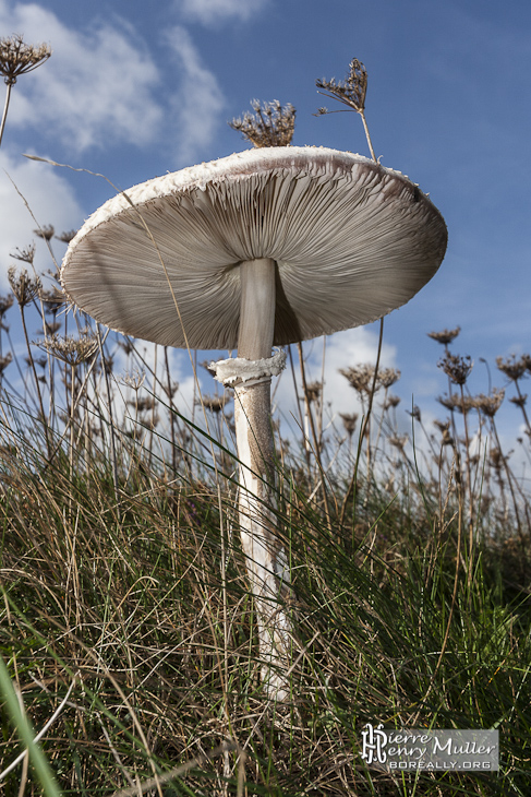 Champignon à lamelle et anneau sur la côté de l'Ile de Bréhat