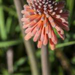 Kniphofia Roya Rouge sur l'Ile de Bréhat