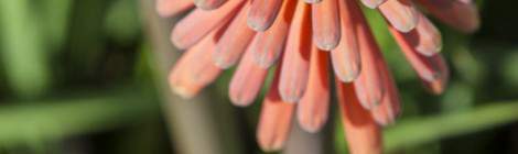 ...Kniphofia Roya Rouge sur l’Ile de Bréhat....