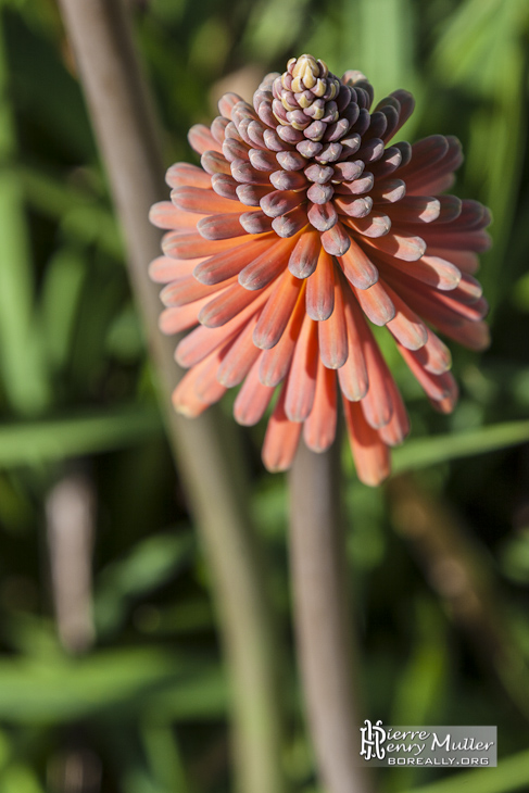 Kniphofia Roya Rouge sur l'Ile de Bréhat