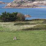 Paysage de l'Ile de Bréhat, un pré avec une vache et la mer et ses récifs