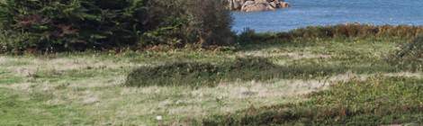 ...Paysage contrasté de l’Ile de Bréhat en Bretagne, d’un côté un pré avec sa vache et le paysage marin entre mer et récifs....