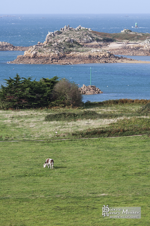 Paysage de l'Ile de Bréhat, un pré avec une vache et la mer et ses récifs