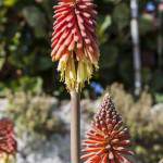 Plusieurs Kniphofia Royal Rouge sur l'Ile de Bréhat