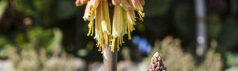 ...Plusieurs Kniphofia Royal Rouge sur l’Ile de Bréhat....