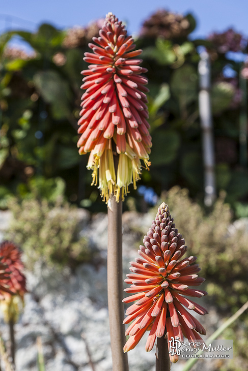 Plusieurs Kniphofia Royal Rouge sur l'Ile de Bréhat