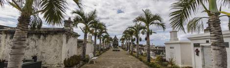 ...All&eacute;e de palmiers dans le cimeti&egrave;re marin de Saint-Paul...