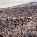 Arbre mort sur la coulée de lave d'avril 2007 à la Réunion