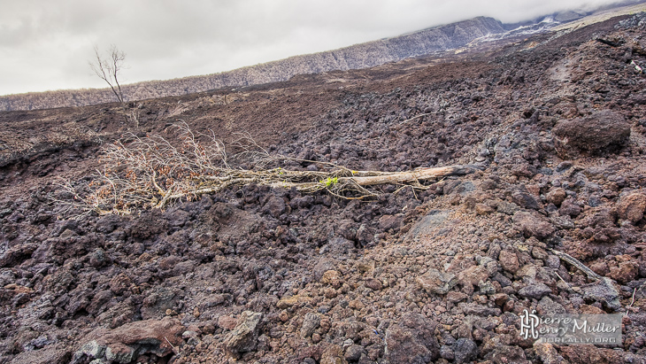 Arbre mort sur la coulée de lave d'avril 2007 à la Réunion