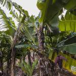 Bananiers et régime de banane avec sa fleur à la Réunion