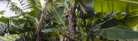 ...Bananiers et régime de banane avec sa fleur à la Réunion...