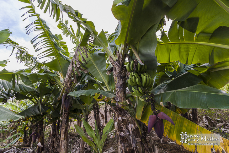 Bananiers et régime de banane avec sa fleur à la Réunion