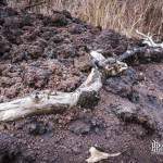 Branche d'arbre brulée sur la coulée de lave du siècle à la Réunion