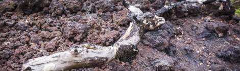 ...Branche d’arbre brulée sur la coulée de lave du siècle à la Réunion...