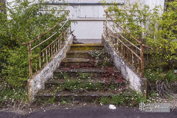 Escalier reprit par la végétation dans un hôtel en friche