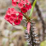Fleur rouge de cactus sur l'île de la Réunion