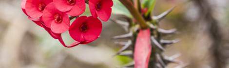 ...Fleur rouge de cactus sur l’île de la Réunion...