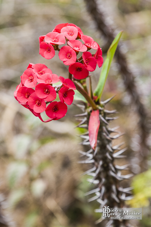 Fleur rouge de cactus sur l'île de la Réunion