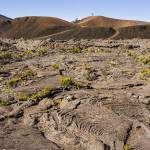 Formica Léo dans l'enclos Fouqué à la Réunion