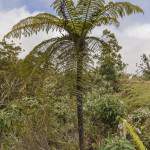 Fougère arboricole sur l'île de la Réunion