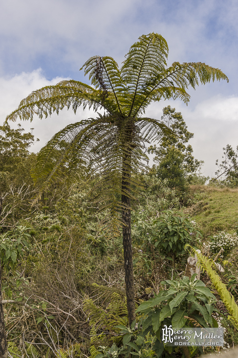 Fougère arboricole sur l'île de la Réunion