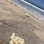 Morceau de corail échoué sur une plage de la Réunion