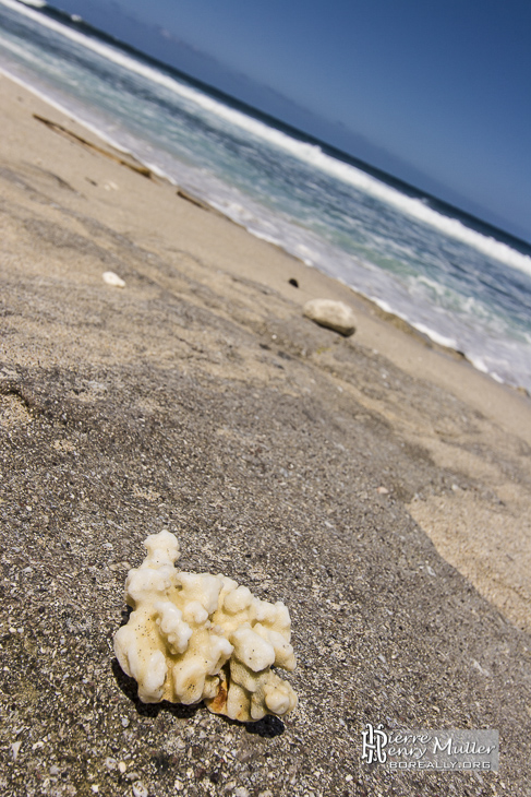 Morceau de corail échoué sur une plage de la Réunion