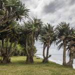 Palmiers aux racines apparentes au bord de l'océan Indien à la Réunion
